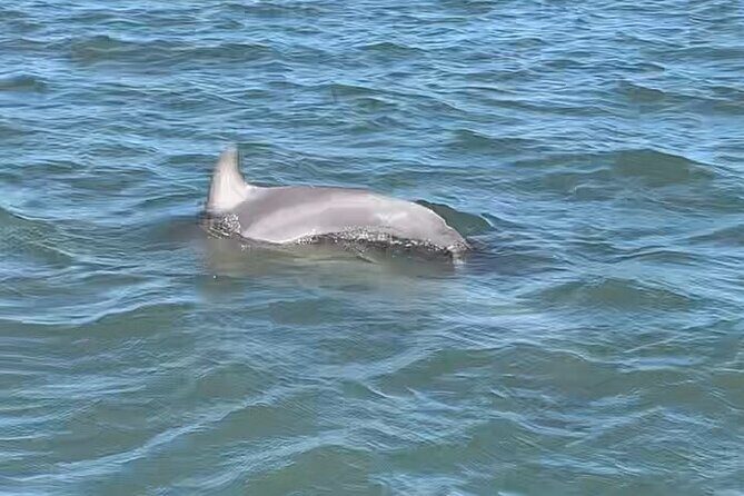 Morris Island Private Excursion - Authentic Reviews: What Travelers Say