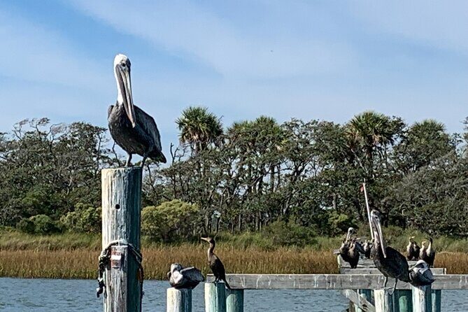 Morris Island Private Excursion - Who Is This Tour Best For?