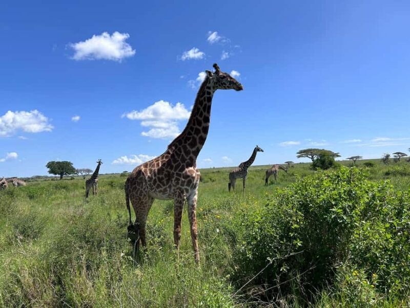 Moshi: 2-Day Lake Manyara and Ngorongoro Safari with Lodging - What’s Included and What’s Not