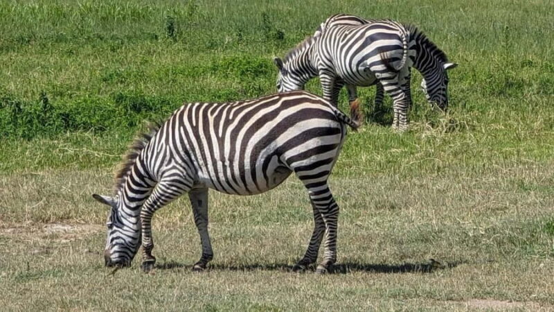 Moshi: 2-Day Tarangire and Ngorongoro Crater Safari - Key Points