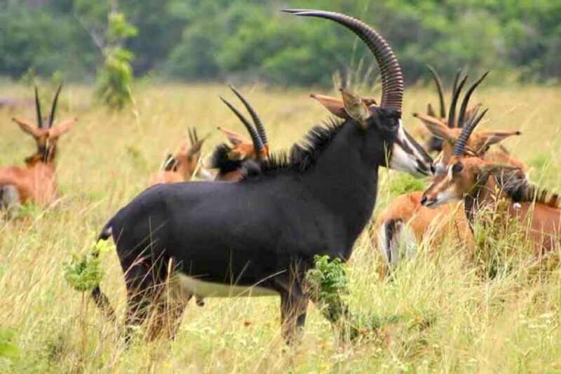 Moshi: 4-Day Ndutu Migration Safari and Ngorongoro Crater - Key Points