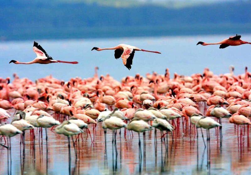 Moshi: 4-Day Ndutu Migration Safari and Ngorongoro Crater - A Closer Look at the Tour Experience