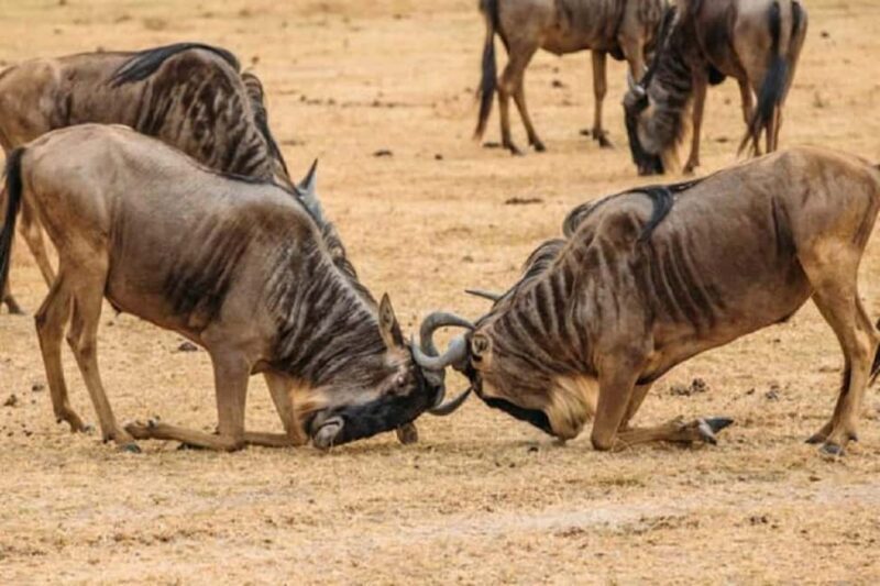 Moshi: 4-Day Ndutu Migration Safari and Ngorongoro Crater - Authentic Wildlife Encounters and Expert Guidance