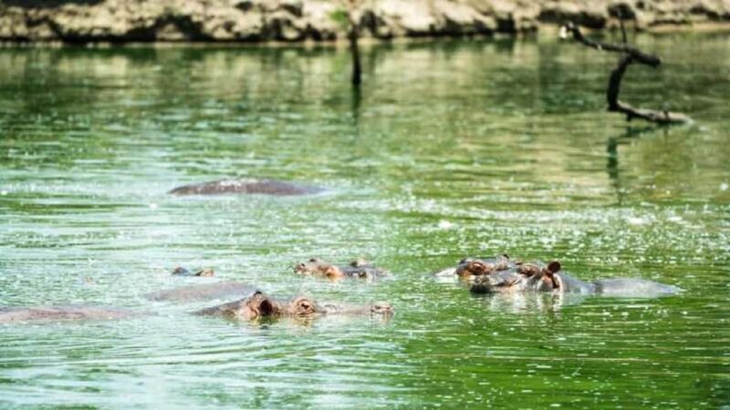Moshi: 4-Day Ndutu Migration Safari and Ngorongoro Crater - Final Thoughts