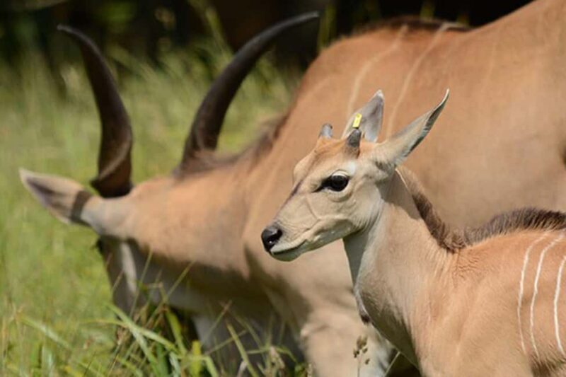 Moshi: 4-Day Serengeti and Ngorongoro Crater Camping Safari - An In-Depth Look at the 4-Day Serengeti & Ngorongoro Safari