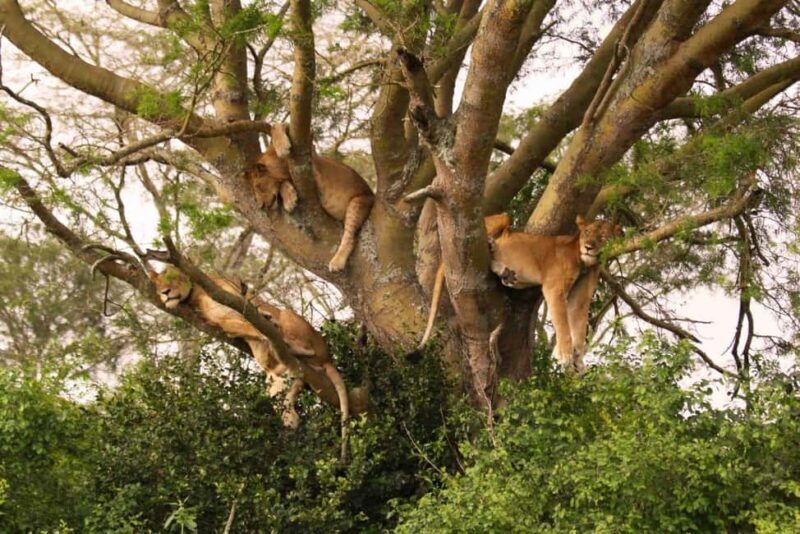 Moshi: 4-Day Serengeti and Ngorongoro Crater Camping Safari - Is This Tour Worth It?