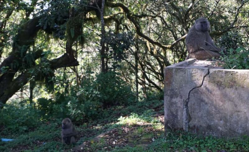 Moshi: *All-inclusive* Kilimanjaro Day Hike (Marangu Route) - Key Points