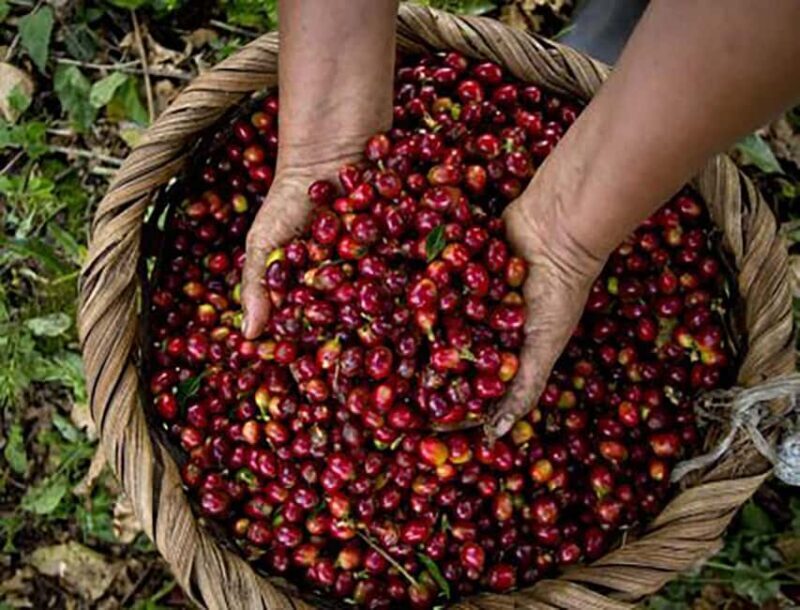 Moshi: Materuni Waterfall and Coffee Tour with Lunch - FAQs