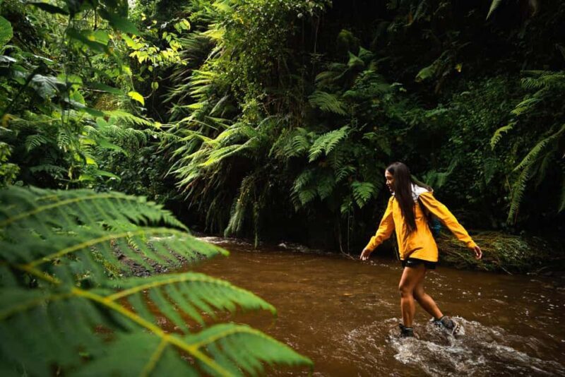 Moshi: Materuni Waterfalls and Coffee Tour with Lunch - Key Points
