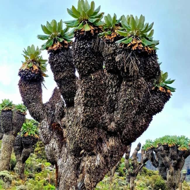 Moshi: Mount Kilimanjaro Day Trip with Maundi Crater Hike - Practical Tips