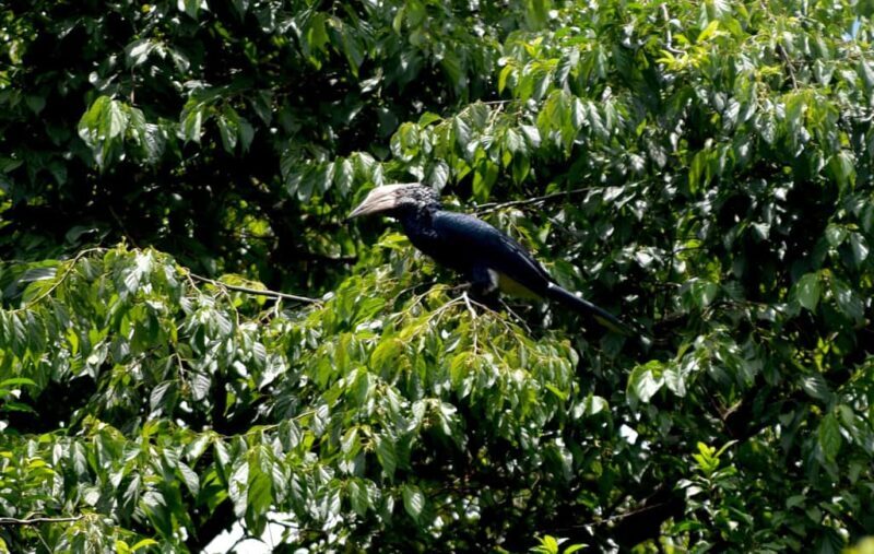 Moshi: Rau Forest (Hiking or Bike Tour) - Exploring Rau Forest: What You Can Expect