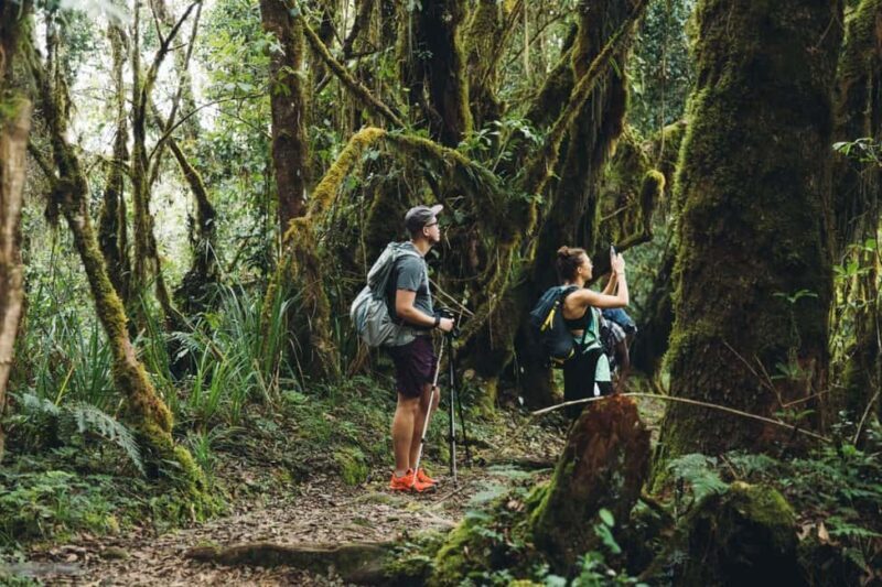 Moshi:Mount Kilimanjaro Day Hike with Mandara Hut Trek - Key Points
