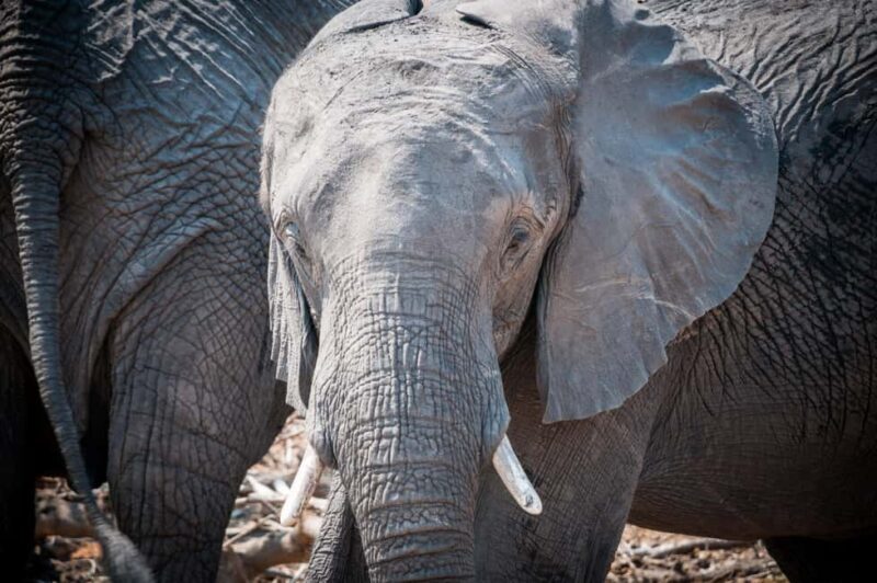 Mosi oa Tunya Game Drive and Rhino Walking Safari - Key Points