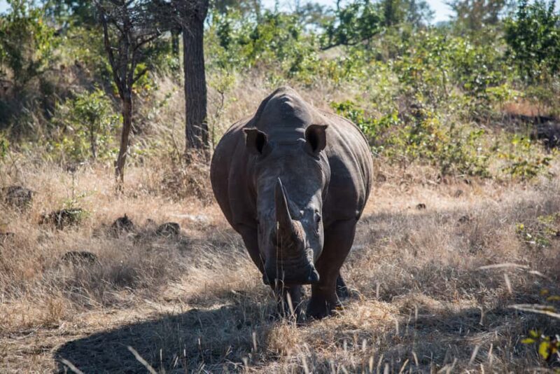 Mosi oa Tunya Game Drive and Rhino Walking Safari - An In-Depth Look at the Safari Experience