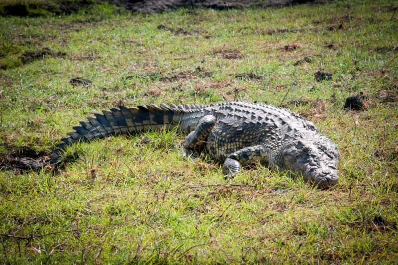 Mosi oa Tunya Game Drive and Rhino Walking Safari - Who Will Enjoy This Tour?