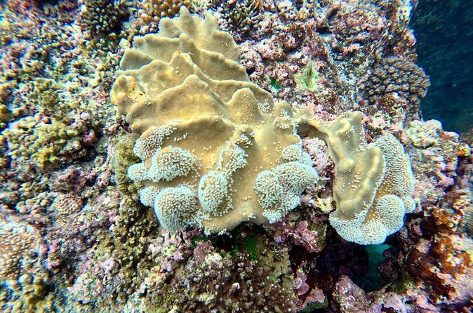 Moso Blue Cave Day Tour - Who Will Love This Tour?