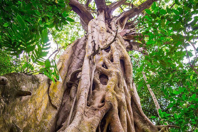 Mossman Gorge Adventure Day - The Sum Up: Who Should Consider This Tour?