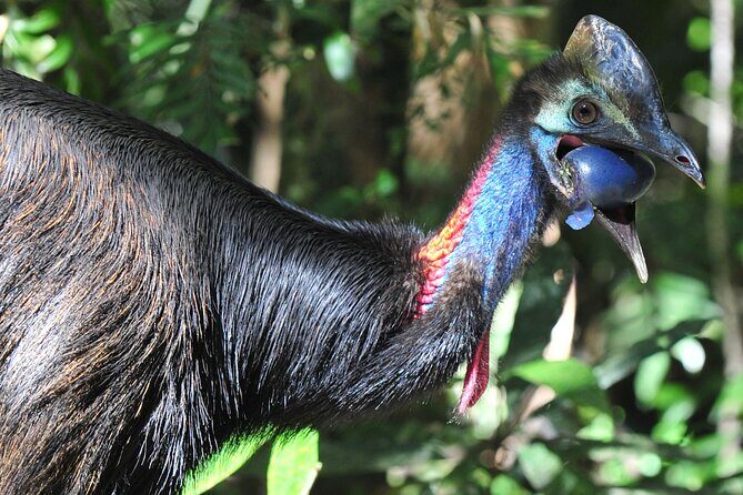 Mossman Gorge Daintree Experience Small Groups - The Sum Up: Who Is This Tour Best For?