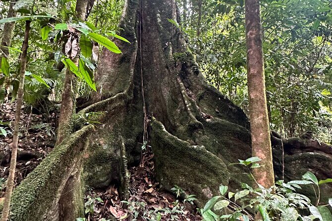 Mossman Gorge Daintree Experience Small Groups - Frequently Asked Questions