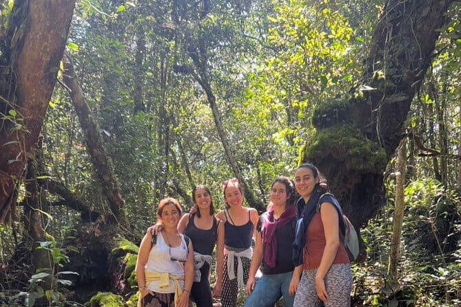 Mossy Forest in Brinchang Tour - An Introduction to the Cameron Highlands Mossy Forest Tour