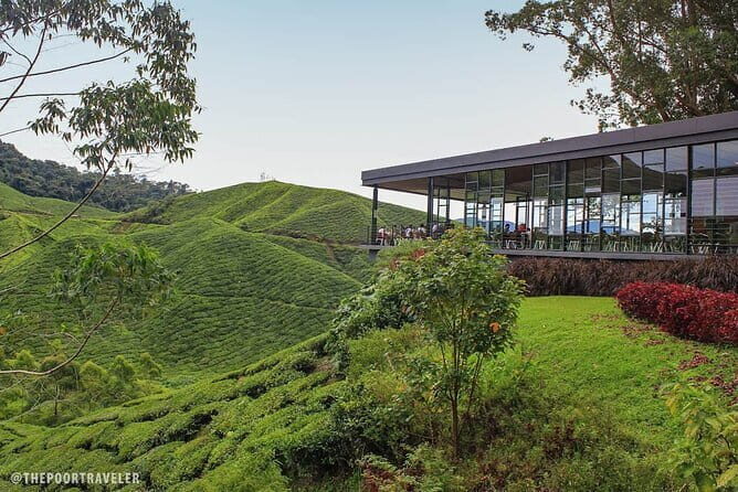 Mossy Forest in Brinchang Tour - Who Should Consider This Tour?