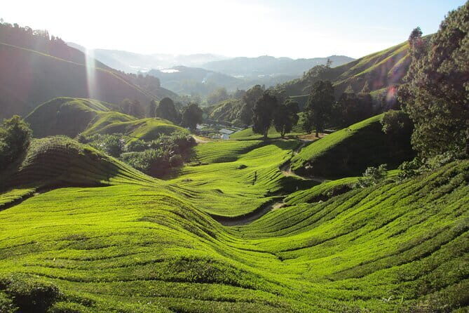 Mossy Forest in Brinchang Tour - The Sum Up