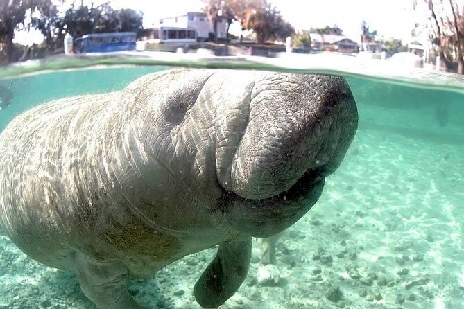 Most Popular 3hr Manatee Swim Tour + In-Water Guide! - Final Word