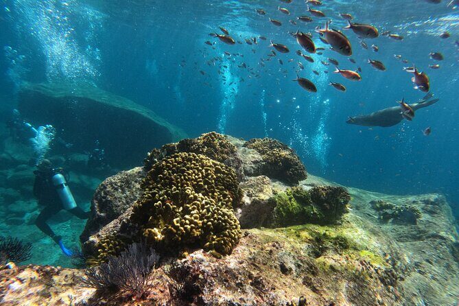 MOST POPULAR TOUR IN LA PAZ! Swim with Sea Lions Private Boat - Key Points