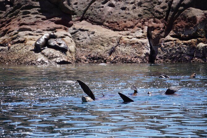 MOST POPULAR TOUR IN LA PAZ! Swim with Sea Lions Private Boat - An In-Depth Look at the Experience
