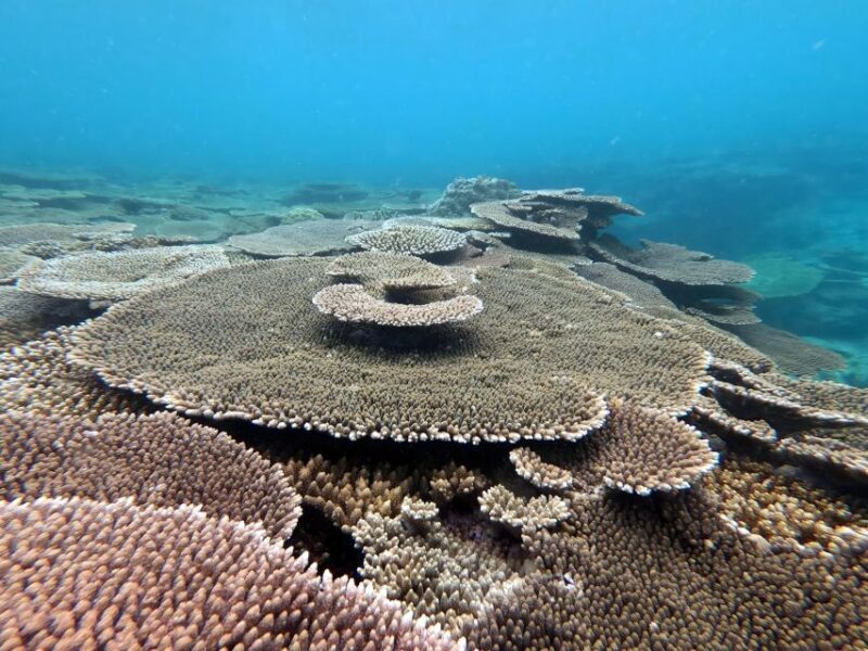 Motobu: Kayak and Snorkel Private Booking - A Closer Look at the Kayak and Snorkel Tour in Okinawa
