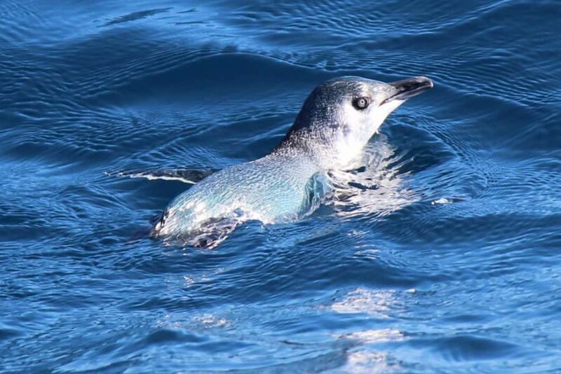 Motuara Island Sanctuary: Wildlife & Dolphin Watching Tour - Additional Highlights and Comforts