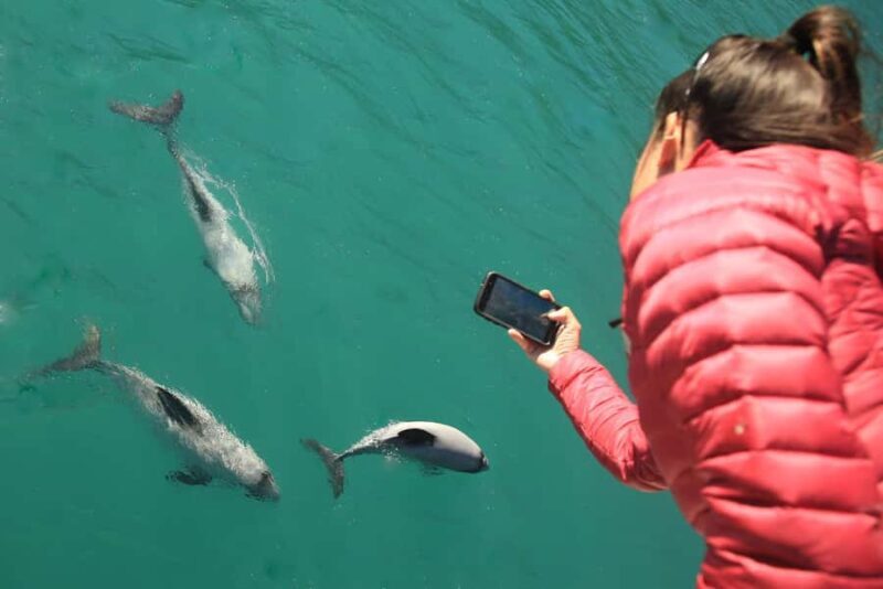 Motuara Island Sanctuary: Wildlife & Dolphin Watching Tour - Who Would Love This Tour?
