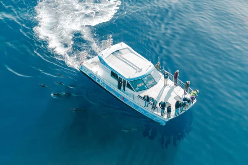Motuara Island Sanctuary: Wildlife & Dolphin Watching Tour - Final Thoughts: Is This Tour Right for You?