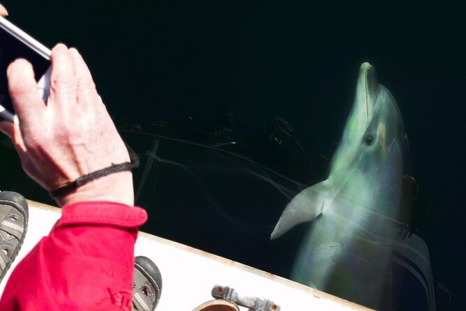 Motuara Wildlife Sanctuary Tour and Dolphin Cruise from Picton - Final Thoughts