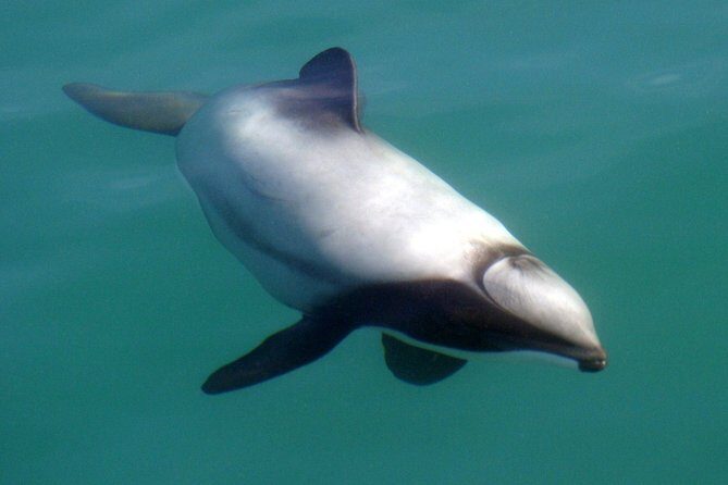 Motuara Wildlife Sanctuary Tour and Dolphin Cruise from Picton - Frequently Asked Questions