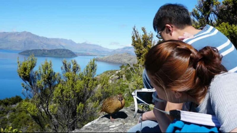Mou Waho Island: 3-Hour Cruise and Guided Nature Walk - Authentic Insights from Travelers