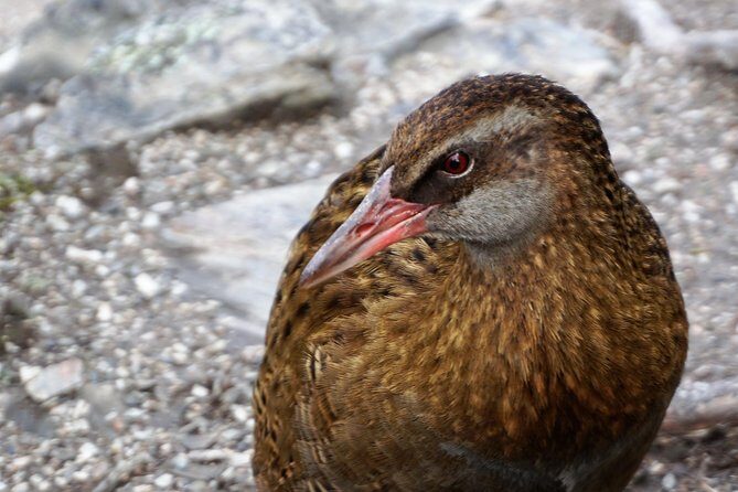 Mou Waho Island Cruise and Guided Nature Walk - An In-Depth Look at the Mou Waho Island Experience