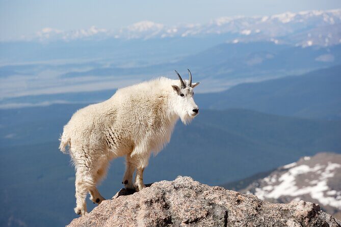 Mount Blue Sky Alpine Summit & Red Rocks Tour from Denver - A Deep Dive into the Tour Experience