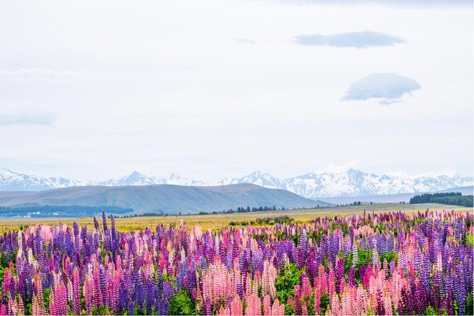 Mount Cook Day Tour from Queenstown - THE VALUE: Price and Worth