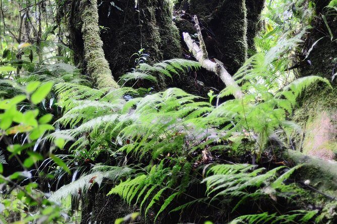 Mount Doi Inthanon Hiking & Bird Watching - An In-Depth Look at the Doi Inthanon Experience