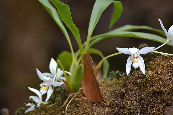 Mount Doi Inthanon Hiking & Bird Watching - Frequently Asked Questions