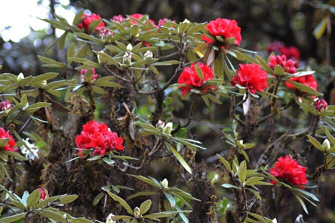 Mount Doi Inthanon National Park Sunrise and Hiking - FAQ