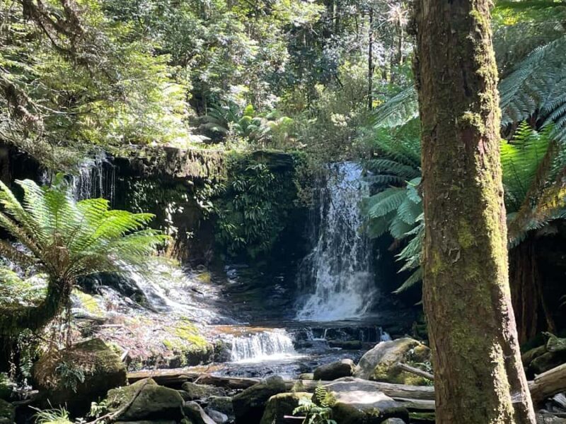 Mount Field National Park Russell Falls (6hr Private Tour) - An Introduction to the Experience