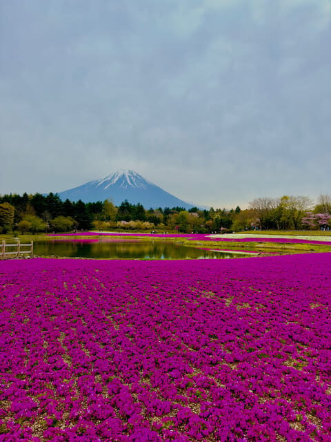 Mount Fuji Hakone with English-speaking Guide - What Travelers Are Saying