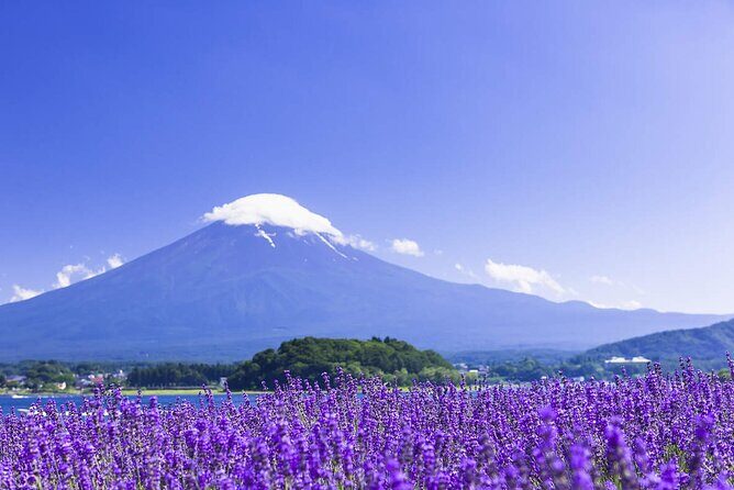 Mount Fuji Panoramic Day Trip from Tokyo - Why This Tour Is a Good Deal