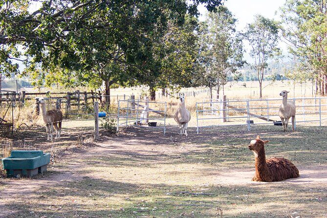 Mount Glorious to Mount Mee Tour - Frequently Asked Questions