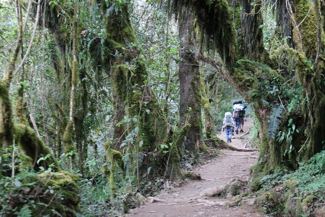 Mount Kilimanjaro Day Hike - The Experience and Its Value