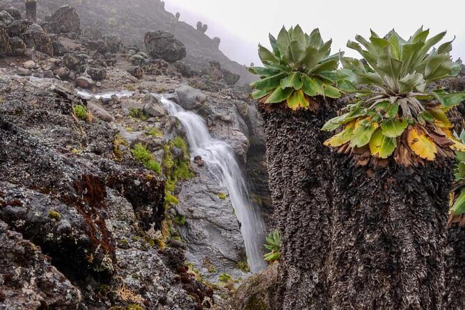 Mount Kilimanjaro Trek 8 days Lemosho Route - Why This Trek Stands Out