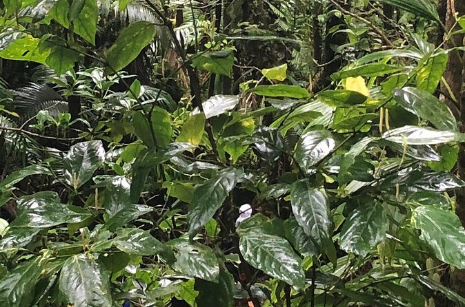 Mount Liamuiga Volcano Tours - Who Should Consider This Tour?