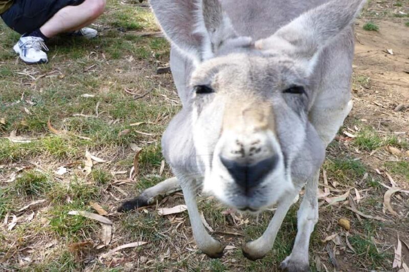 Mount Lofty Downhill Bike Tour & Cleland Wildlife Park Visit - Key Points